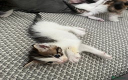 Maine Coon cats for sale: Mainecoon cross kittens - Image 7