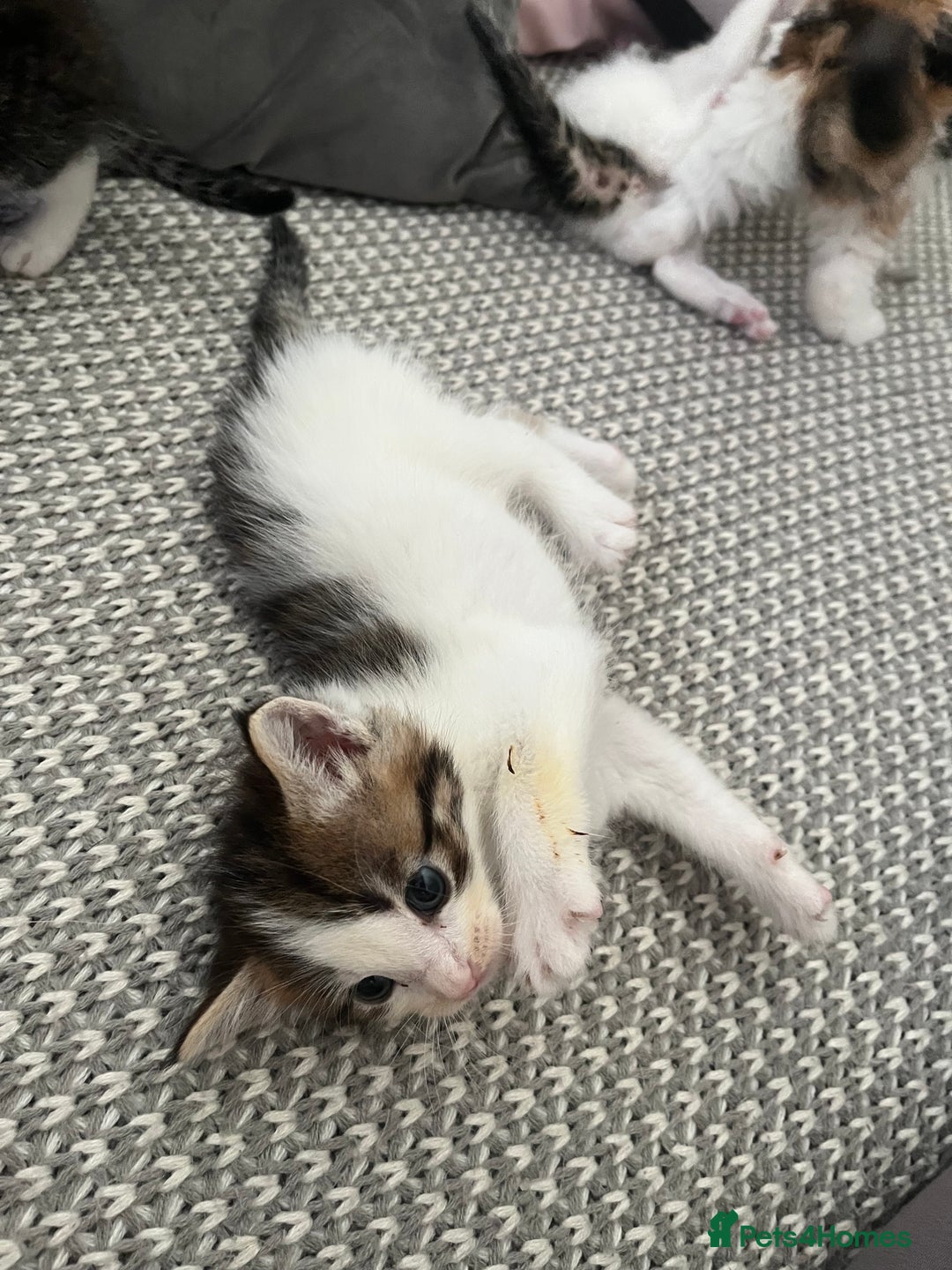 Maine Coon cats for sale: Mainecoon cross kittens - Image 7