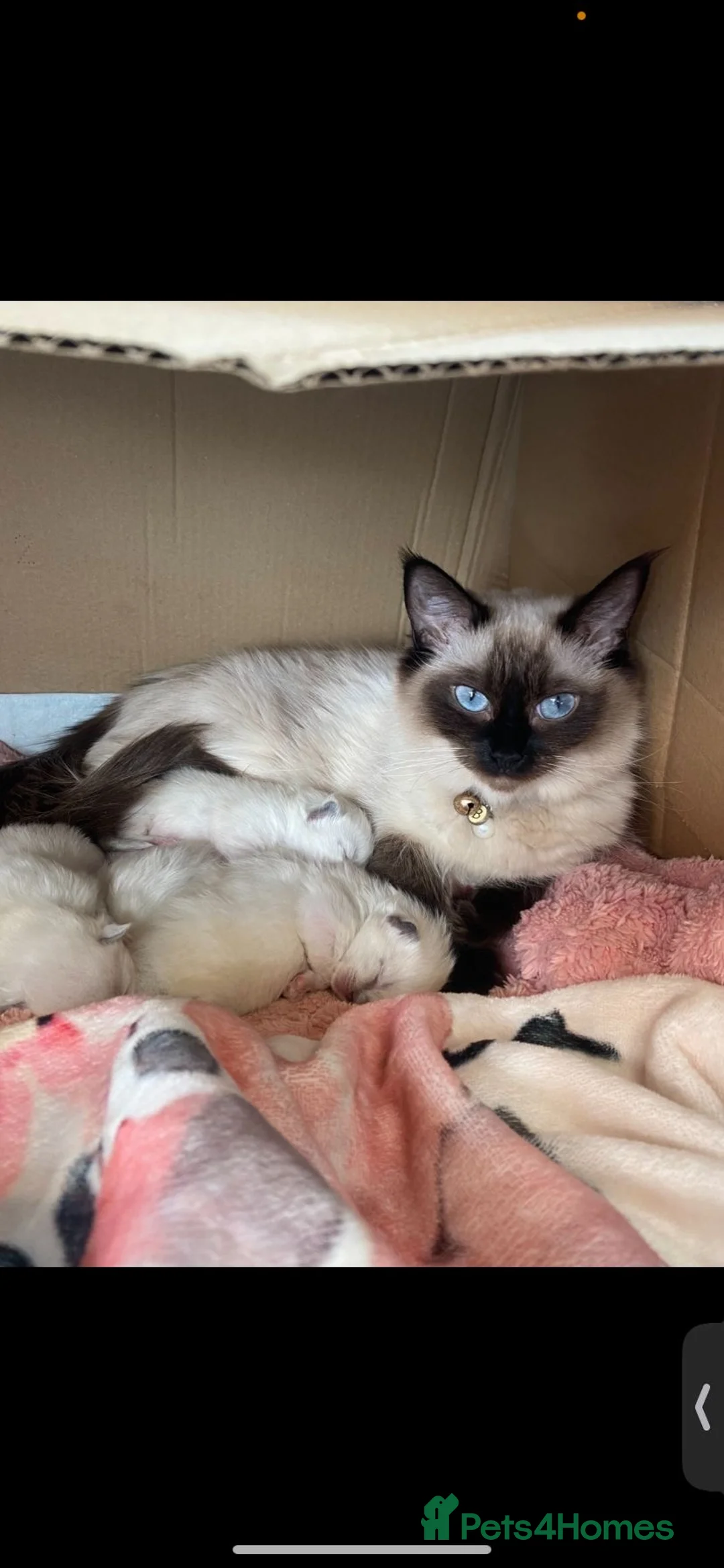 Ragdoll cats for sale: Ragdoll kittens  in Colchester - Advert 1