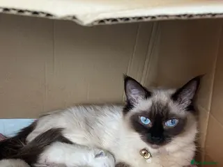 Ragdoll cats Ragdoll kittens - Advert 1