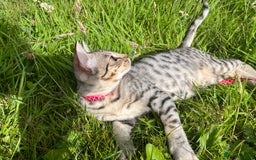 Ocicat cats for sale: Ocicat Kittens Available in Aberdeenshire in Alford - Image 12