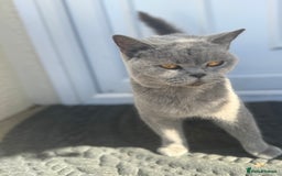 British Shorthair cats for sale: GCCF BritishShortHair 4 girlcats active registered - Image 1