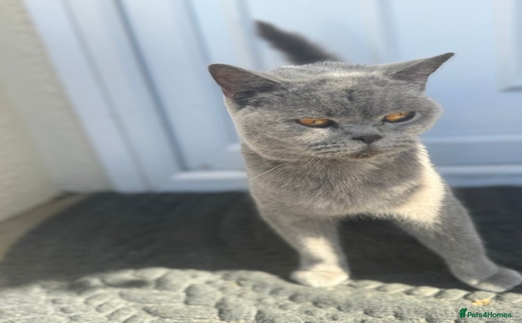 British Shorthair cats - Advert 10