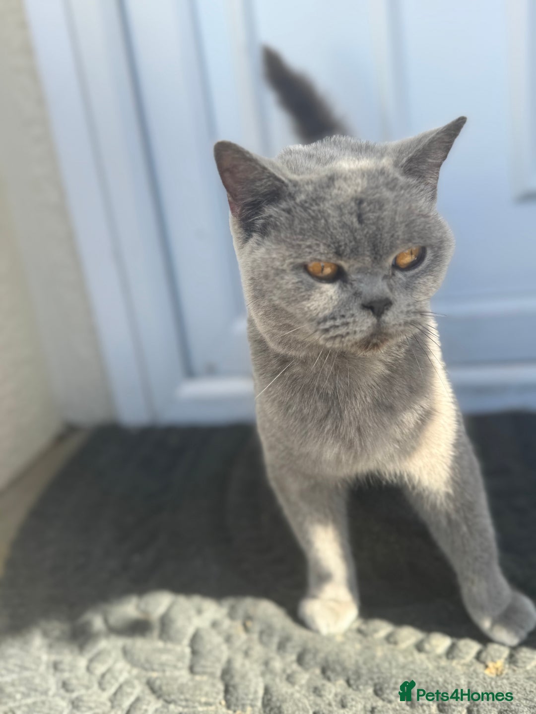 British Shorthair cats for sale: GCCF BritishShortHair 4 girlcats active registered - Image 1