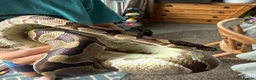 Python Snake reptiles for sale: Enchi Royal python  - Advert 3