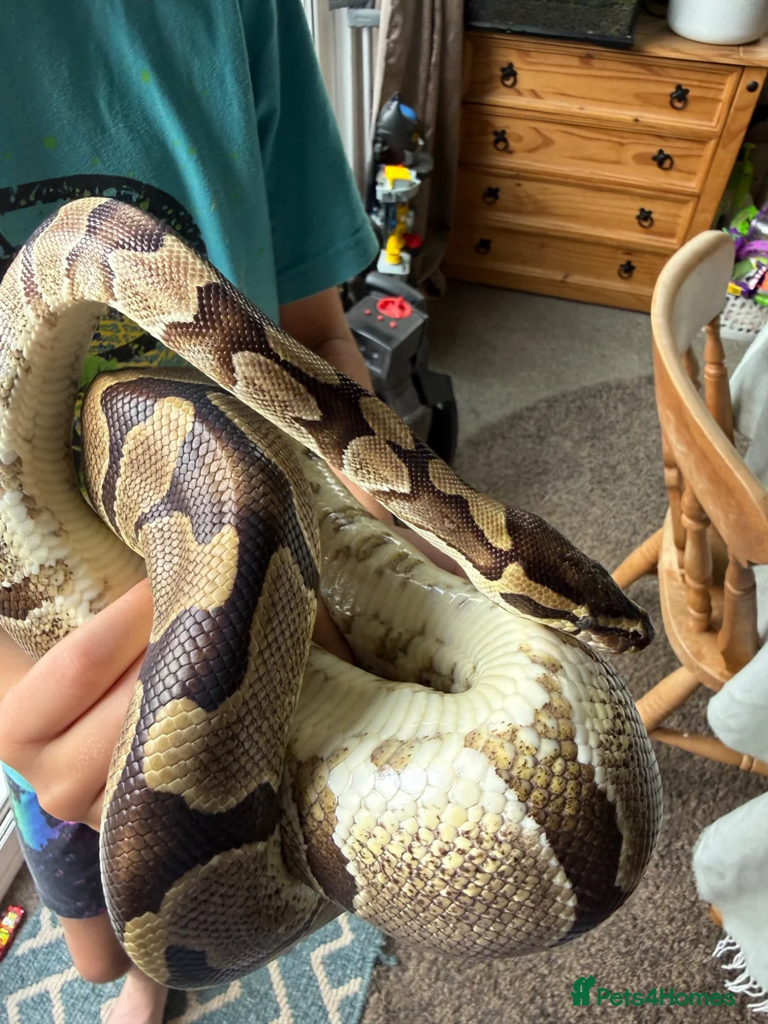 Python Snake reptiles for sale: Enchi Royal python  - Advert 3