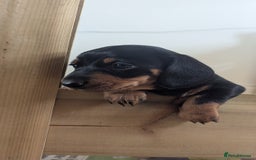 Miniature Dachshund dogs for sale: Miniature dachshund boy  - Image 5