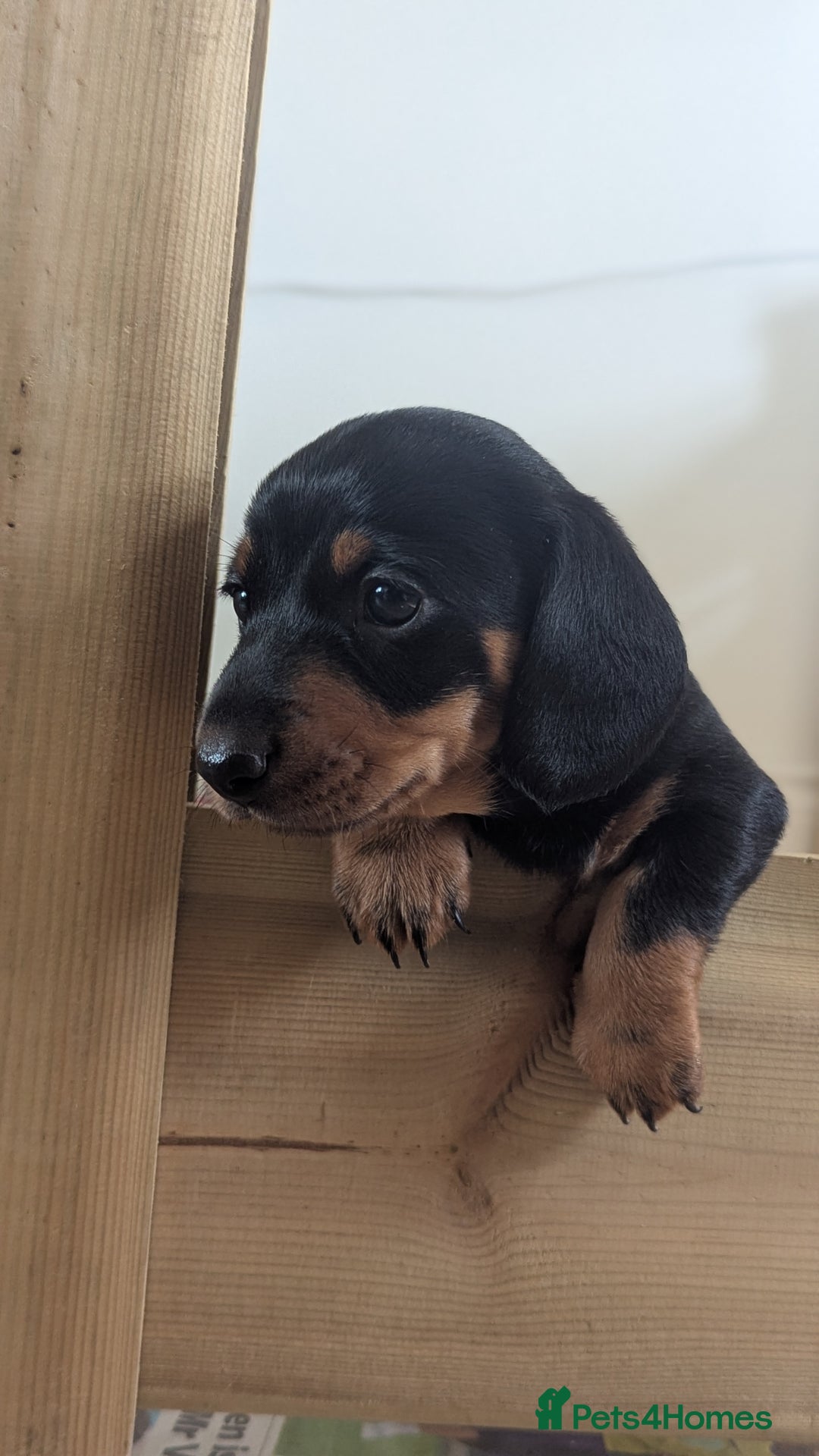Miniature Dachshund dogs for sale: Miniature dachshund boy  - Image 5