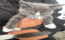 Mixed Breed cats for sale: Beautiful kittens  - Image 8