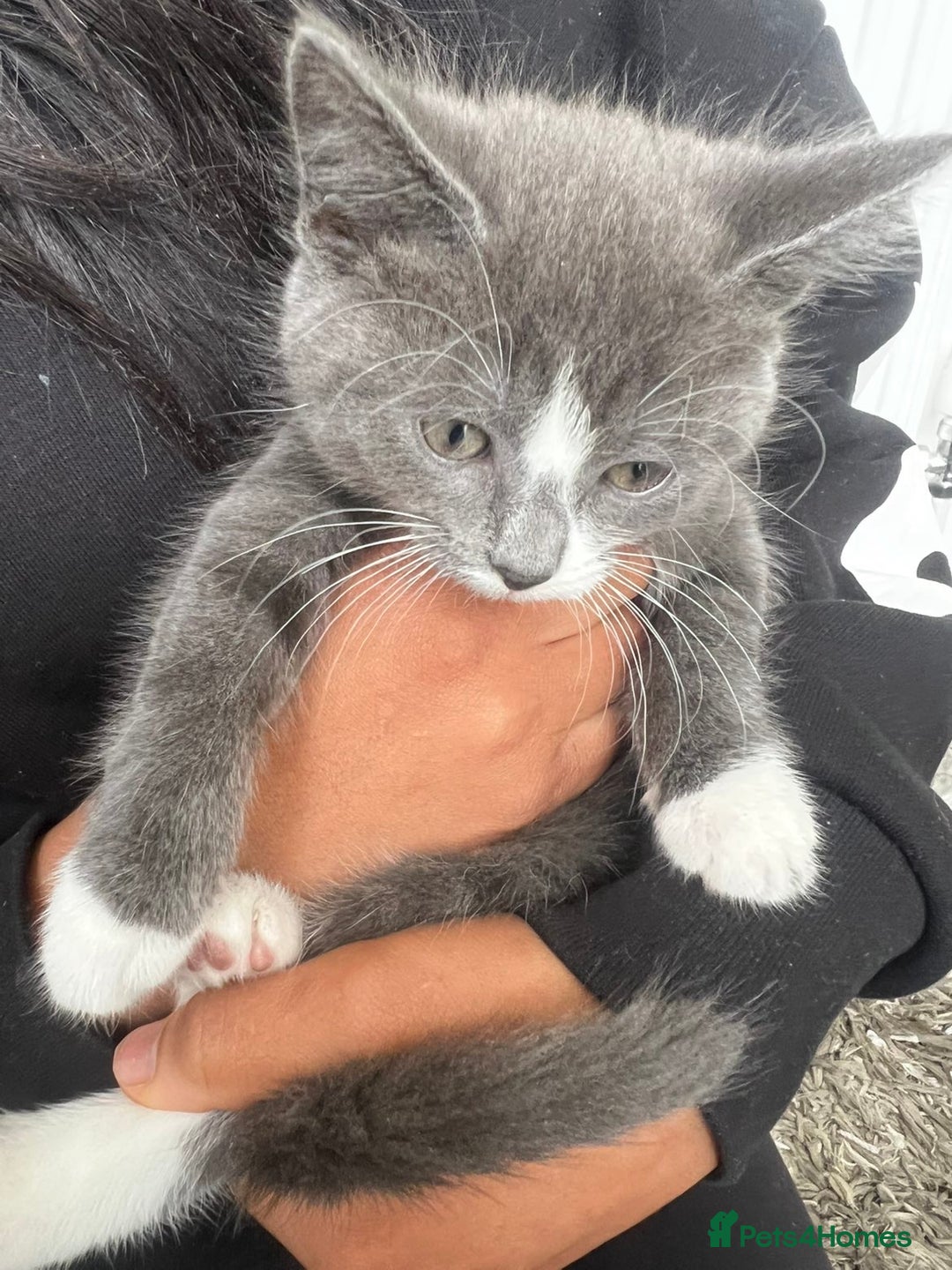 Mixed Breed cats for sale: Beautiful kittens  - Image 8