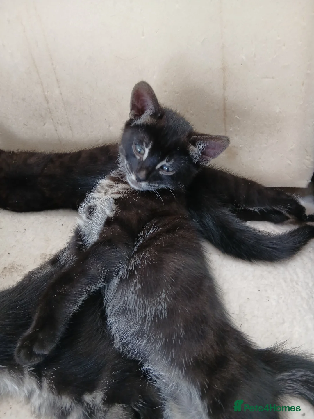 Bengal cats for sale: Bengal cross kittens  - Advert 8