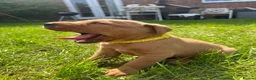 Labrador Retriever dogs for sale: Beautiful Fox red Labrador pups  - Advert 5