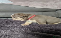 English Bulldog dogs for sale: Forever homes  - Image 2