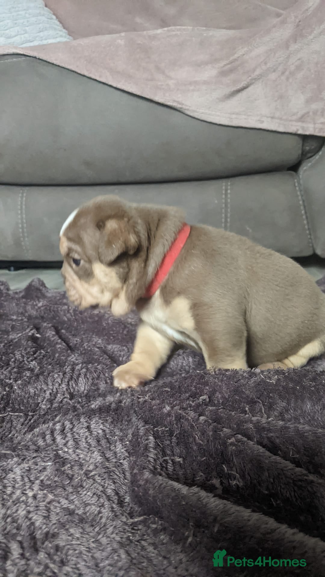 English Bulldog dogs for sale: Forever homes  - Image 2