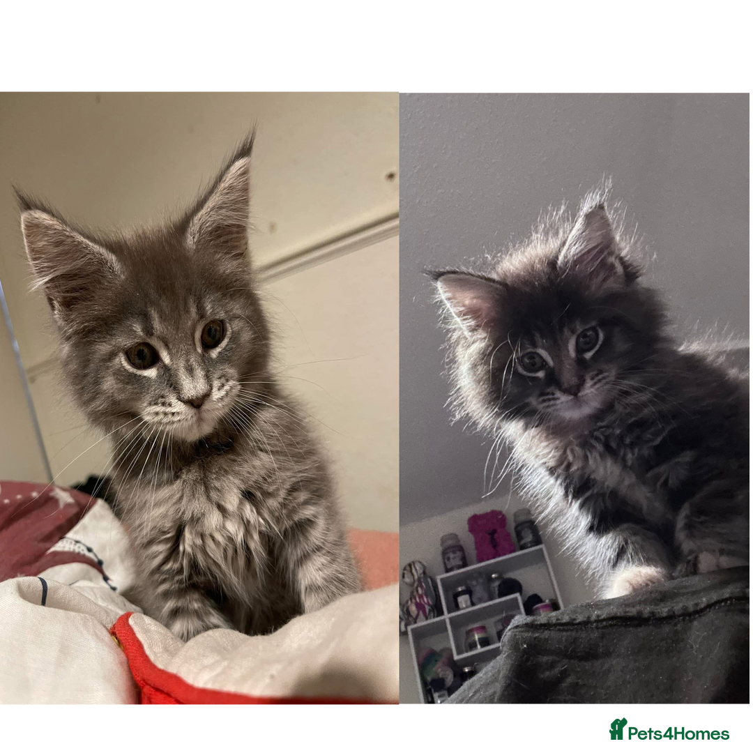 Maine Coon cats for sale: Mainecoon little lady ready for new home - Advert 11
