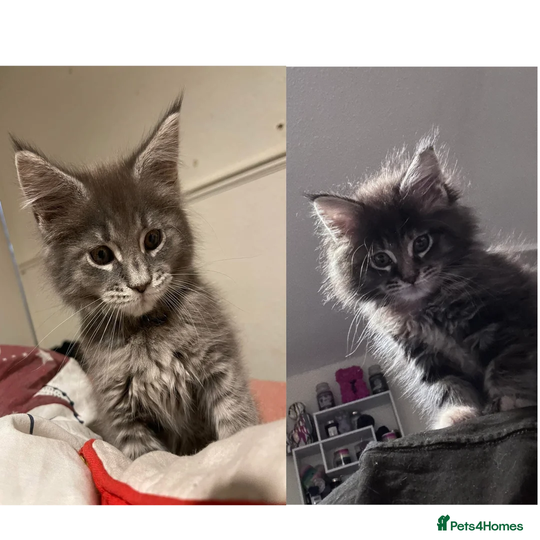 Maine Coon cats for sale: Mainecoon little lady ready for new home - Advert 11