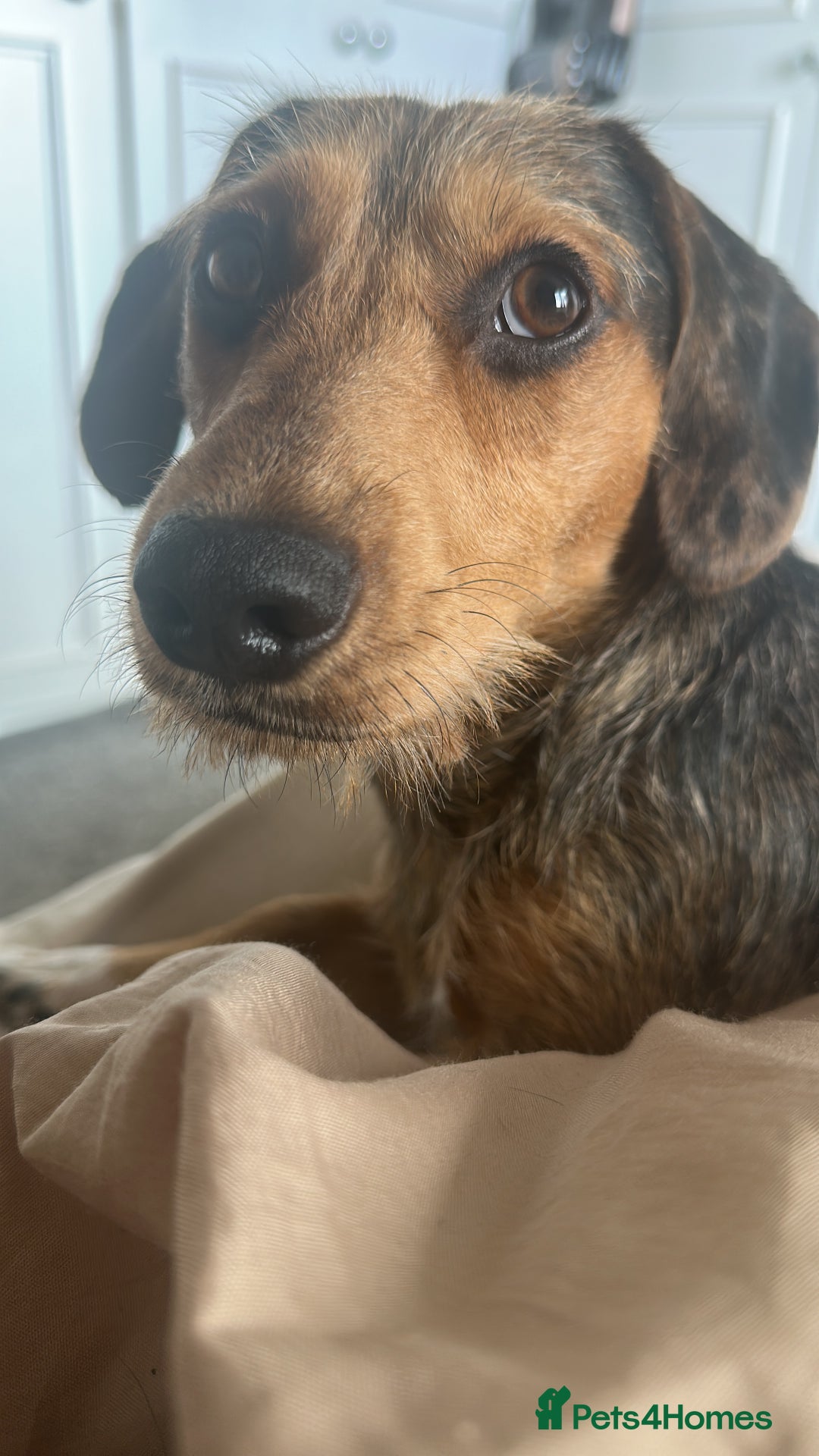 Mixed Breed dogs for sale: Bentley  - Advert 2