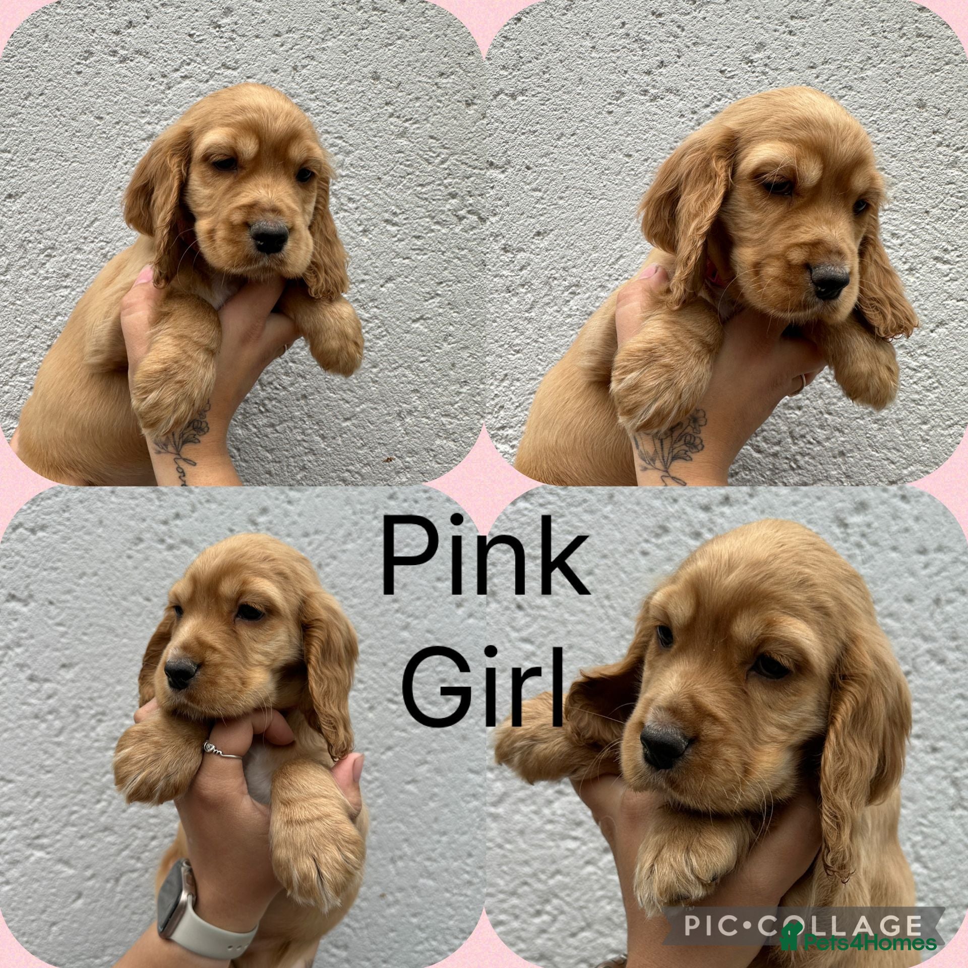 Cocker Spaniel dogs Cocker spaniel puppies - Advert 1