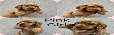 Cocker Spaniel Puppy pink 