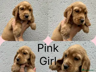 Cocker Spaniel dogs Cocker spaniel puppies ready go - Advert 1