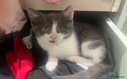 Russian Blue cats for sale: Last little lady  in Waltham Abbey - Image 19