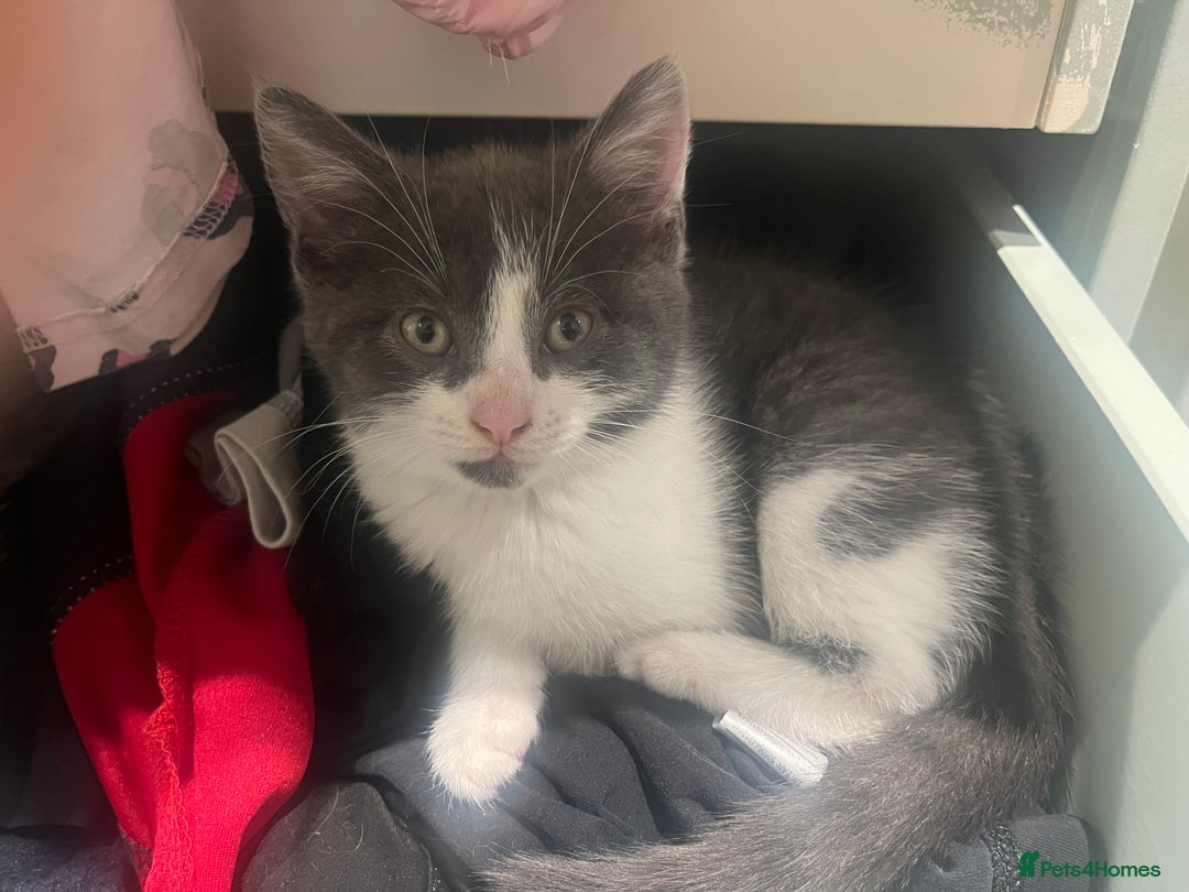 Russian Blue cats for sale: Last little lady  in Waltham Abbey - Image 19