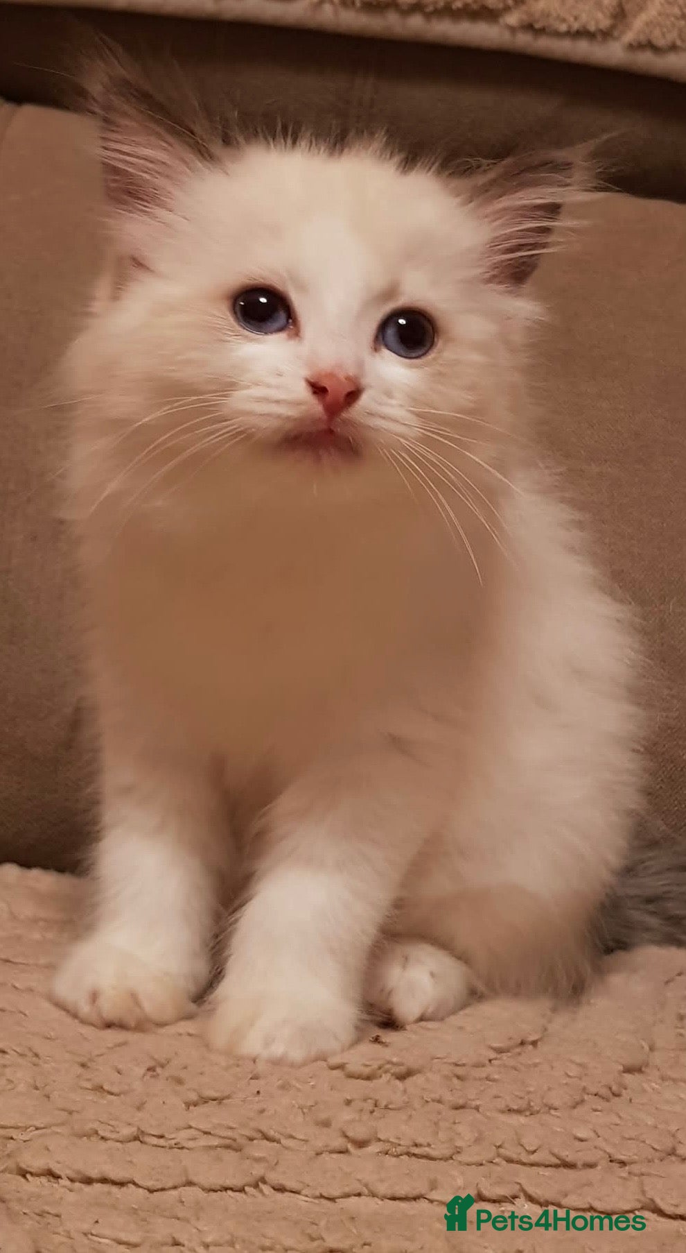Ragdoll cats Ragdoll kittens ready now - Advert 1