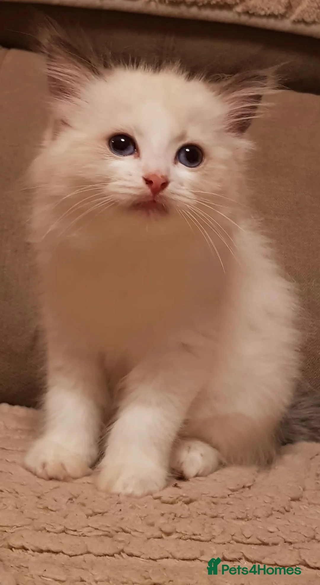 Ragdoll cats for sale: Ragdoll kittens ready now - Advert 1