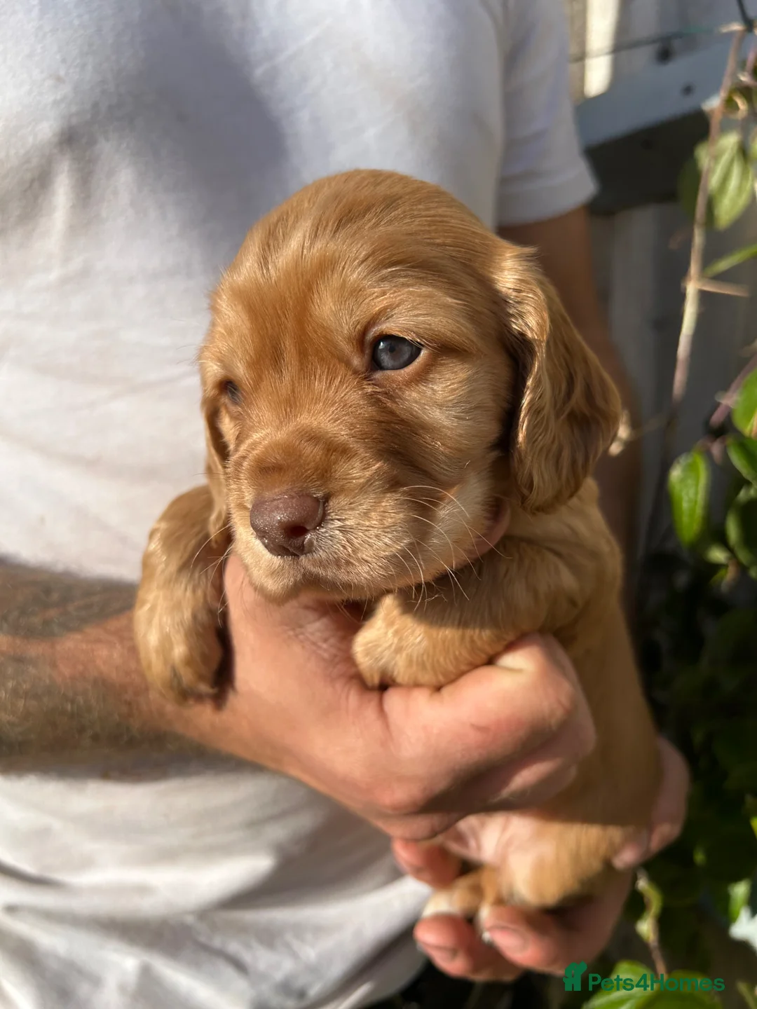 Cocker Spaniel dogs for sale: KC registered cocker spaniels  - Advert 1