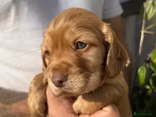 Cocker Spaniel dogs KC registered cocker spaniels - Advert 1