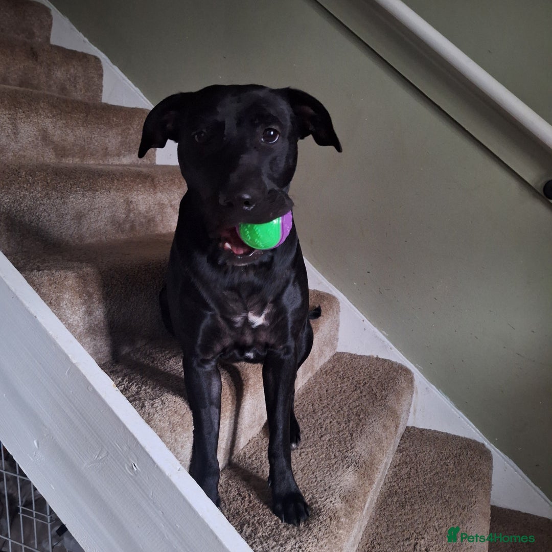 Mixed Breed dogs for sale: 1 year old American staffy cross - Advert 1