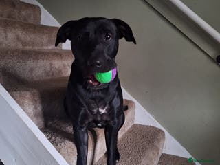 Mixed Breed dogs 1 year old American staffy cross - Advert 9