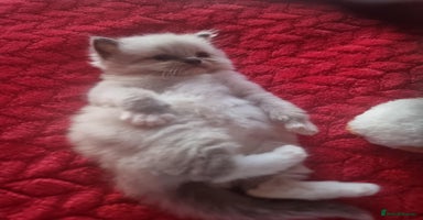 Ragdoll cats - Advert 16