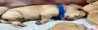 Labrador Retriever 8