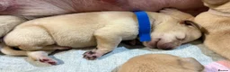 Labrador Retriever dogs for sale: Labrador puppies for sale  - Advert 18