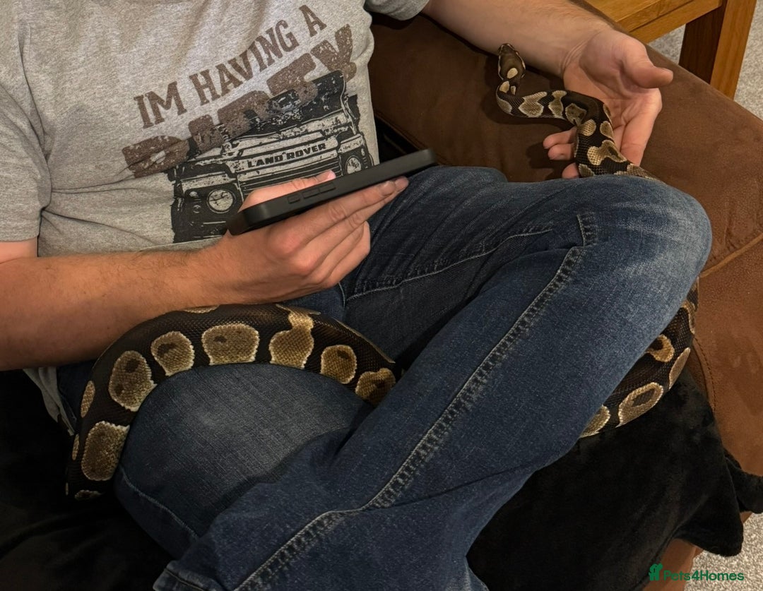 Python Snake reptiles for sale: Ball python Monty  - Advert 8