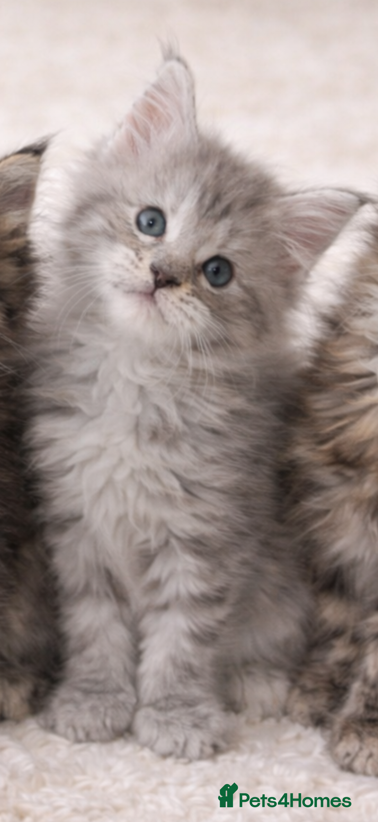 Maine Coon cats Registered Maine coon kittens  - Advert 1