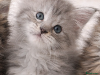 Maine Coon cats Registered Maine coon kittens - Advert 14