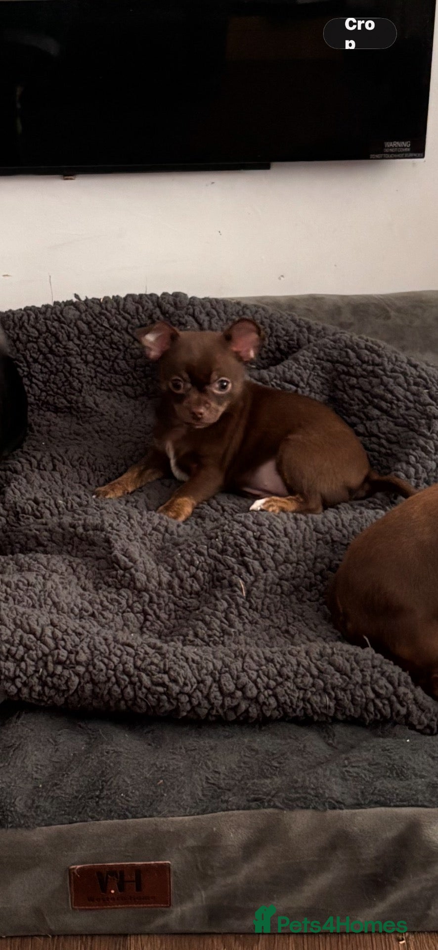 Chihuahua dogs  READY TO Go !! 💕💕 - Advert 2