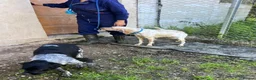 English Setter dogs for adoption: Valkiria in Alfreton - Advert 2