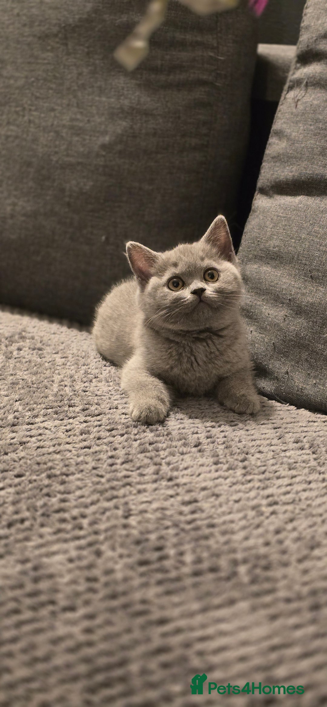 British Shorthair cats for sale: Gorgeous Britishshorthair kittens GCCF registered! - Advert 4