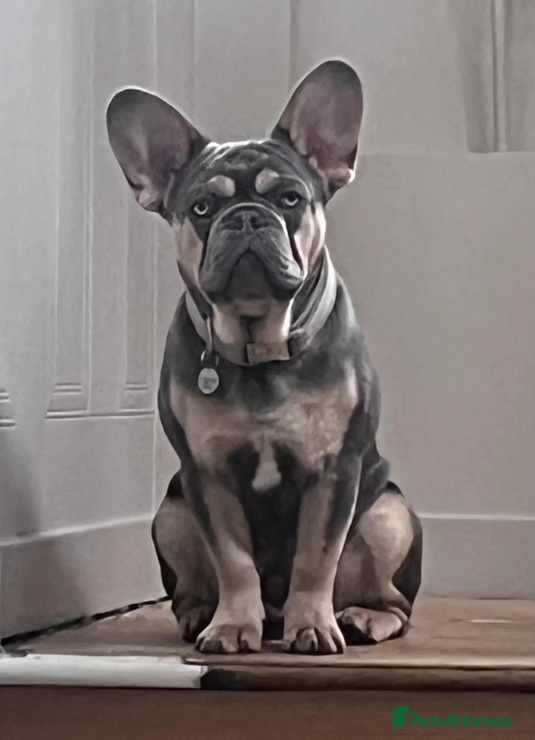 French Bulldog dogs for sale: 1 year old French bulldog experienced homes only  - Advert 4