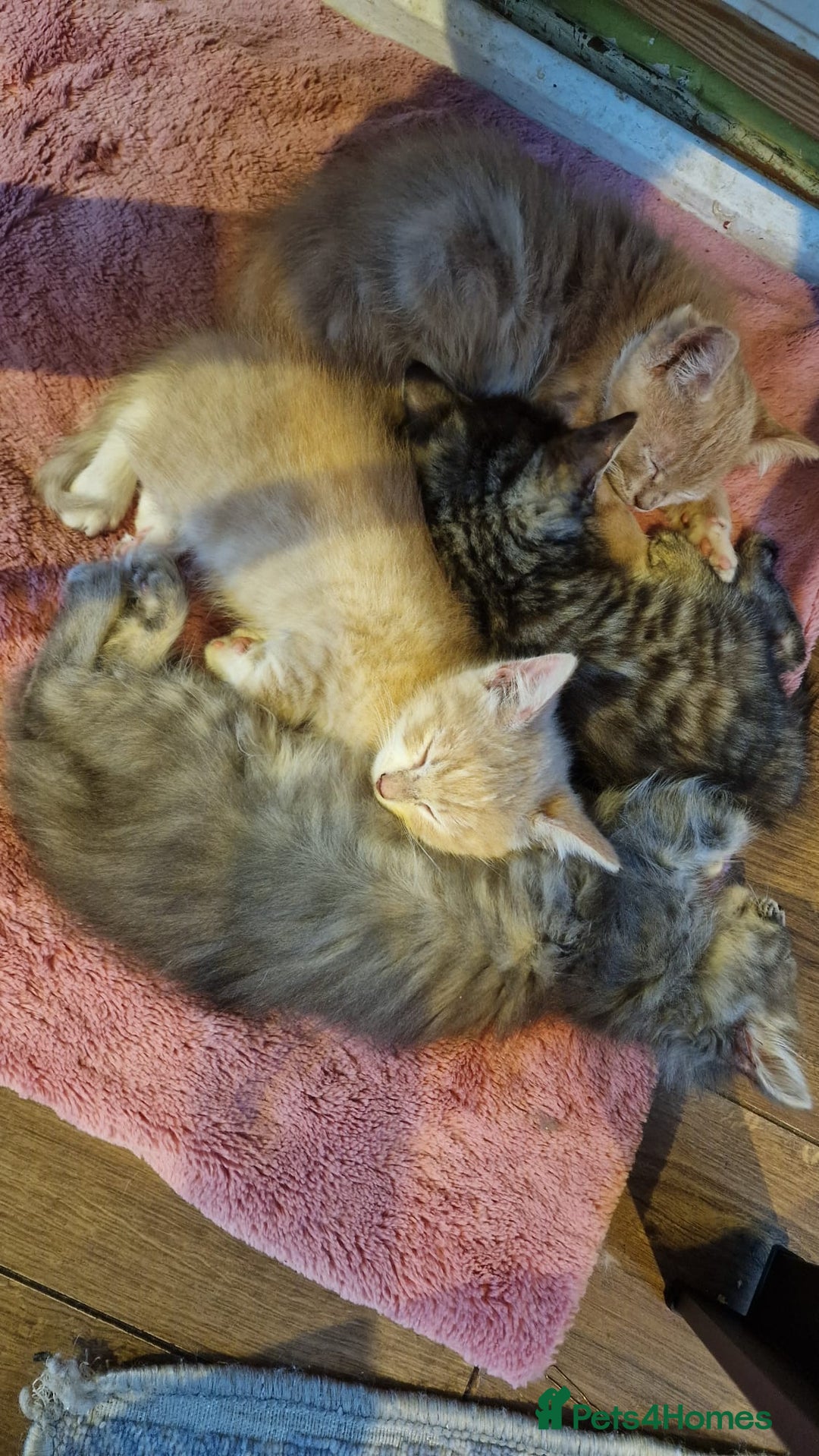 Mixed Breed cats for sale: Kittens for sale - Advert 1