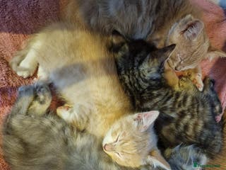 Mixed Breed cats Kittens for sale - Advert 4