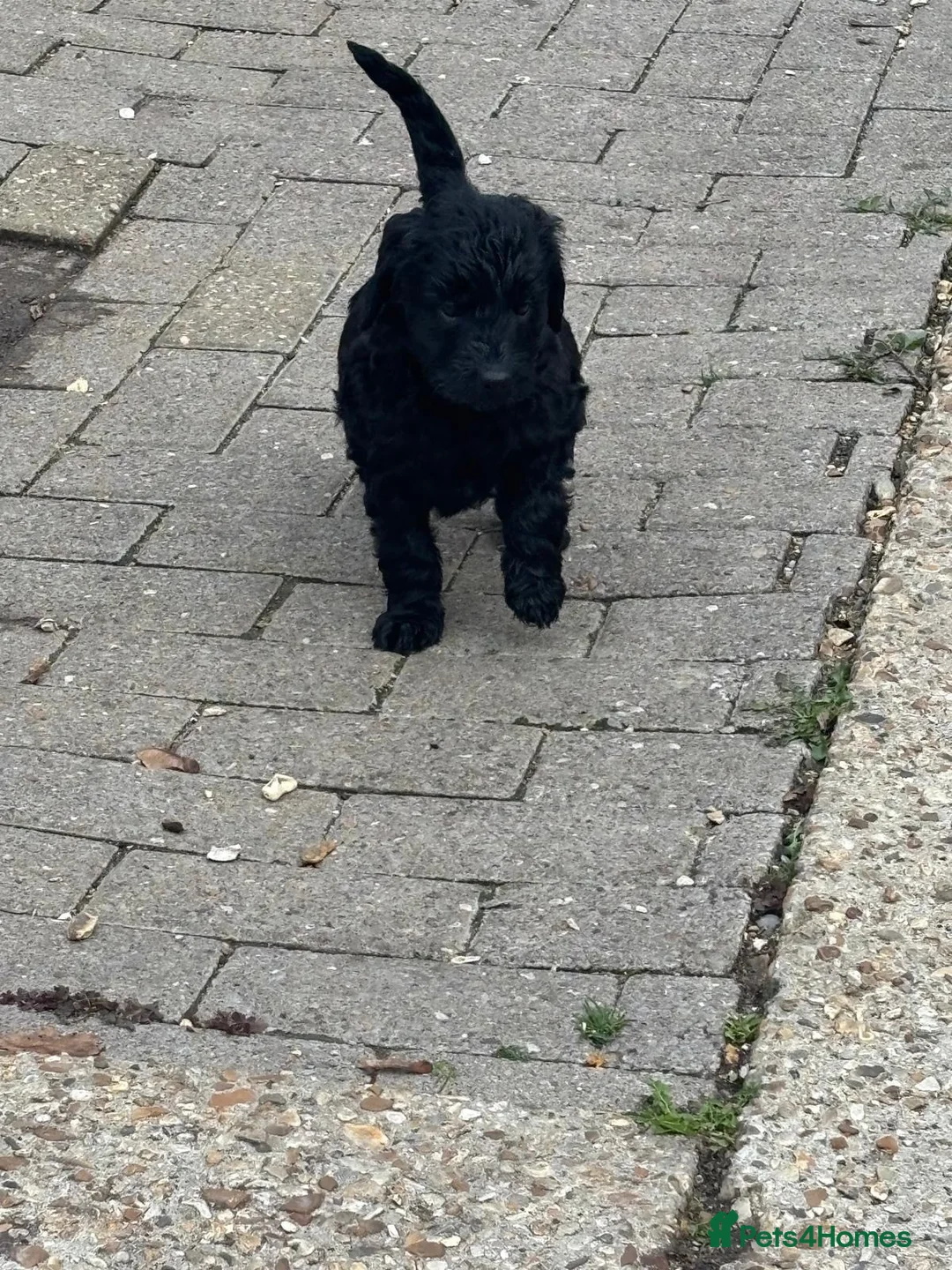 Mini Goldendoodle dogs for sale: F1 mini golden doodles therapy lines - Advert 8