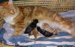 Maine Coon cats for sale: Beautiful Maine Coon x Ragdoll kittens  - Image 10