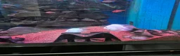 Cichlids fish for sale: Dwarf platinum parrots  in Redditch - Advert 5