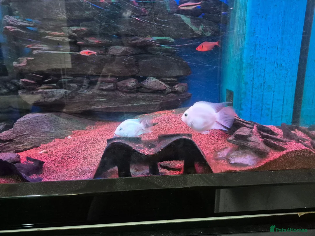 Cichlids fish for sale: Dwarf platinum parrots  in Redditch - Advert 5