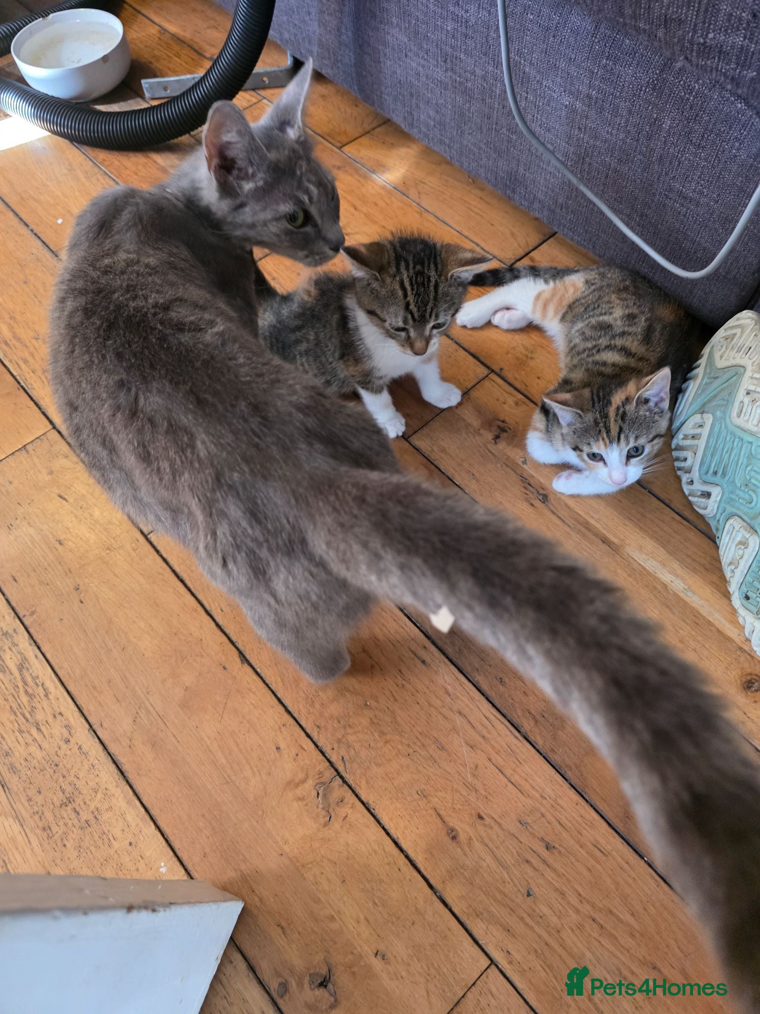 Bengal cats Part Bengal Kittens Ready now - Advert 5