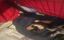 Cocker Spaniel dogs for sale: Cocker spaniel puppies for sale  - Advert 8